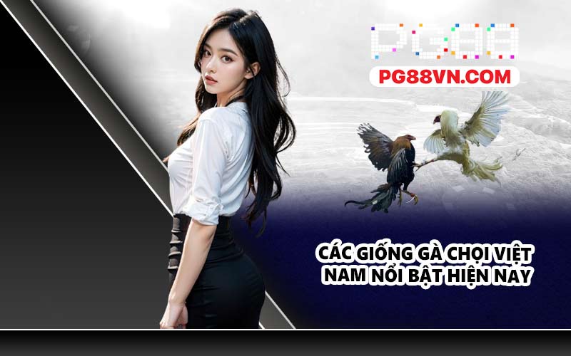 Các giống gà chọi Việt Nam nổi bật hiện nay